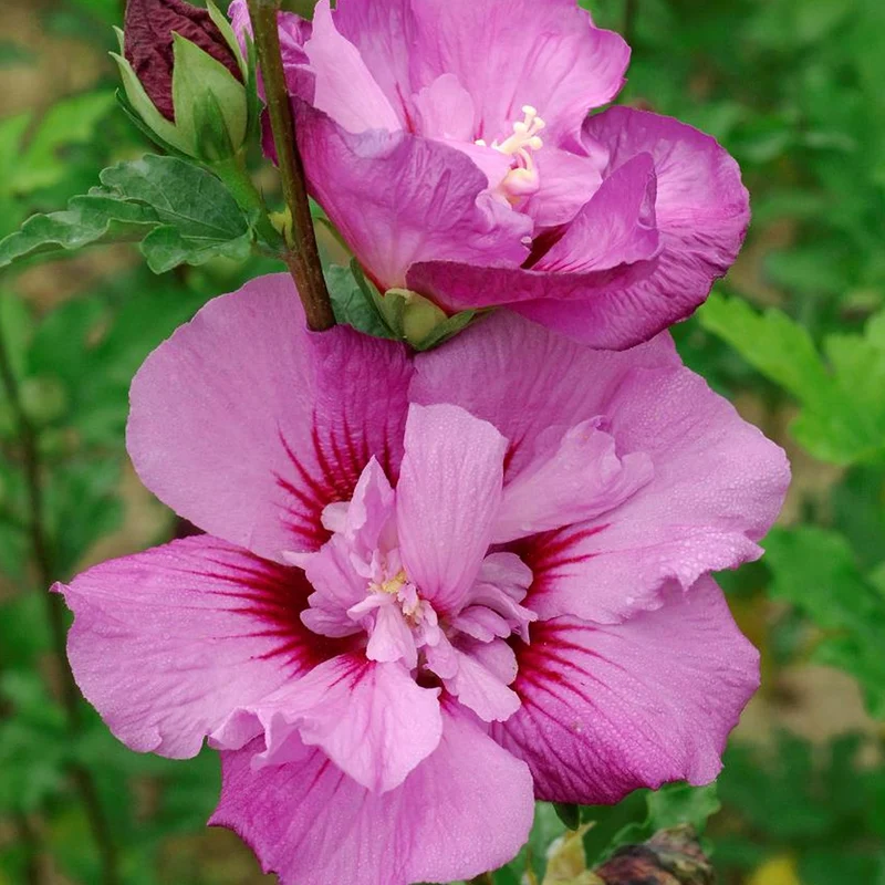 Garteneibisch 'Eruption'