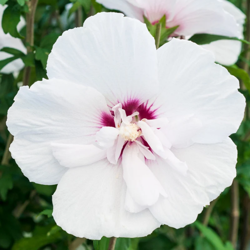 Garteneibisch 'China Chiffon'
