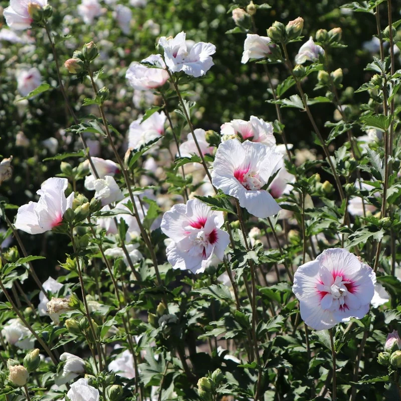 Garteneibisch 'China Chiffon'