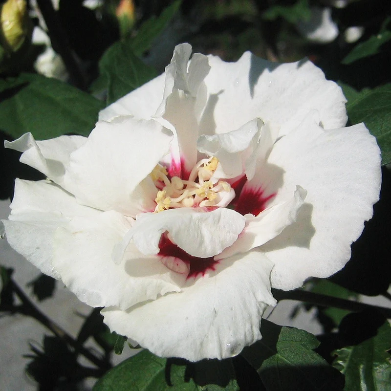 Garteneibisch 'China Chiffon'