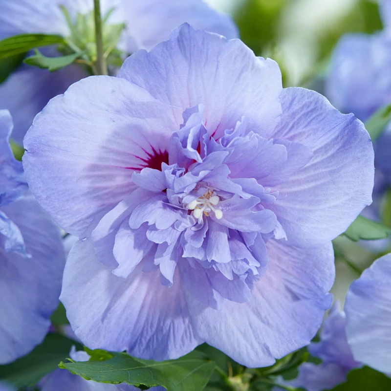 Garteneibisch 'Blue Chiffon'