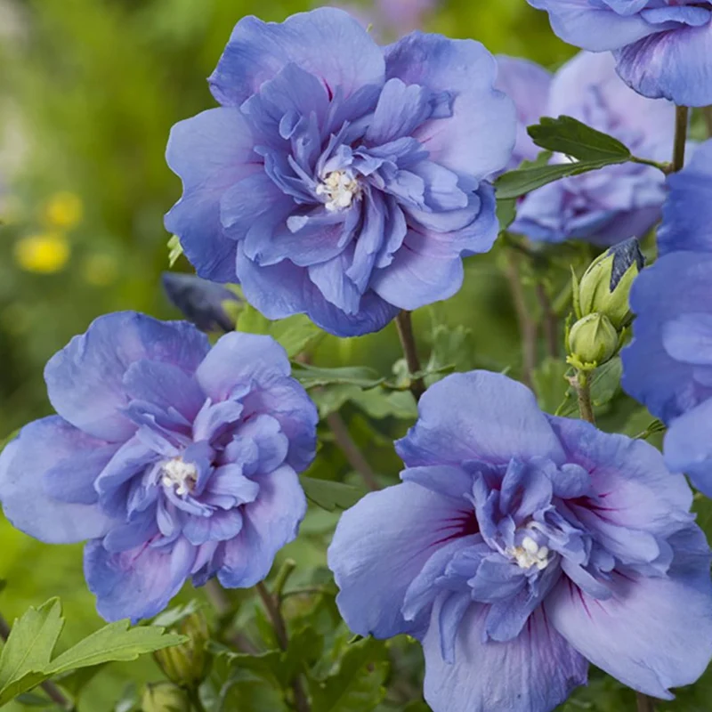 Garteneibisch 'Blue Chiffon'