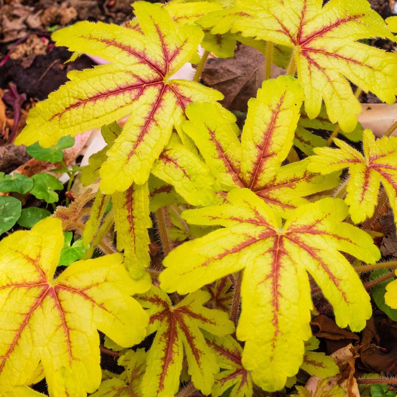 Schaumglöckchen 'Alabama Sunrise'