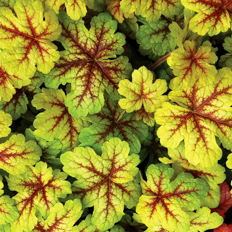 Schaumglöckchen 'Alabama Sunrise'