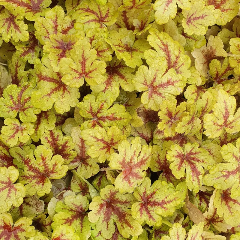 Schaumglöckchen 'Alabama Sunrise'