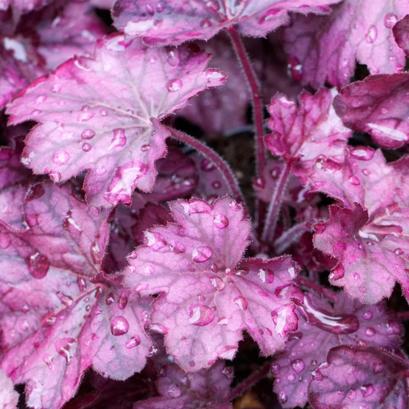 Purpurglöckchen 'Wild Rose'