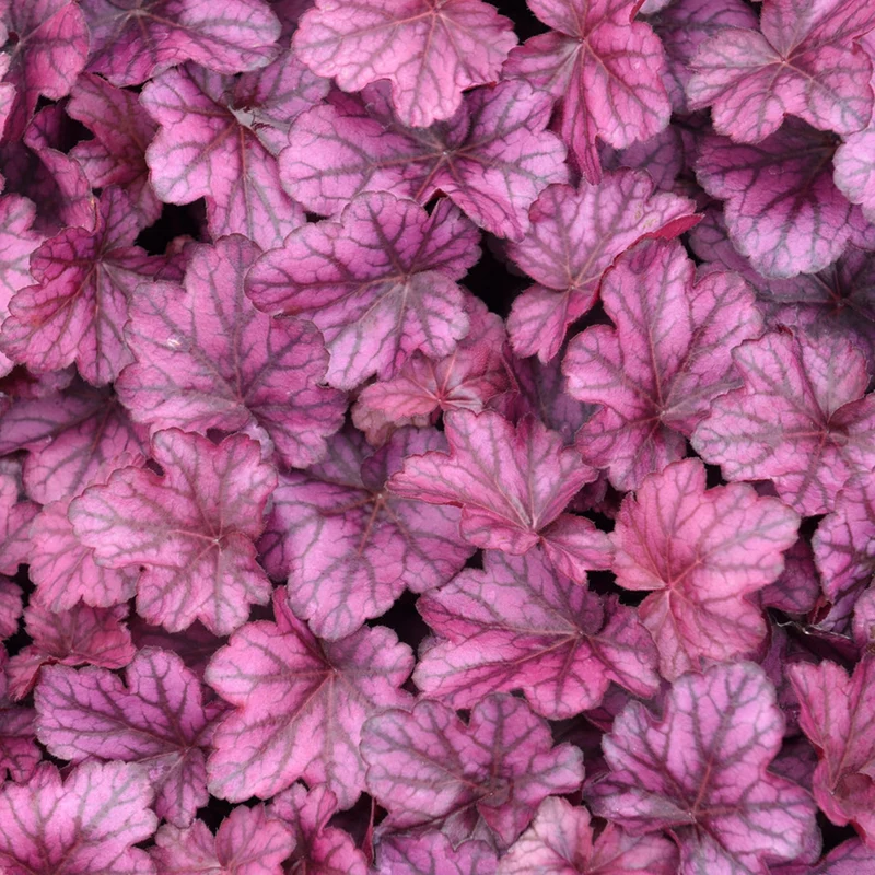 Purpurglöckchen 'Wild Rose'