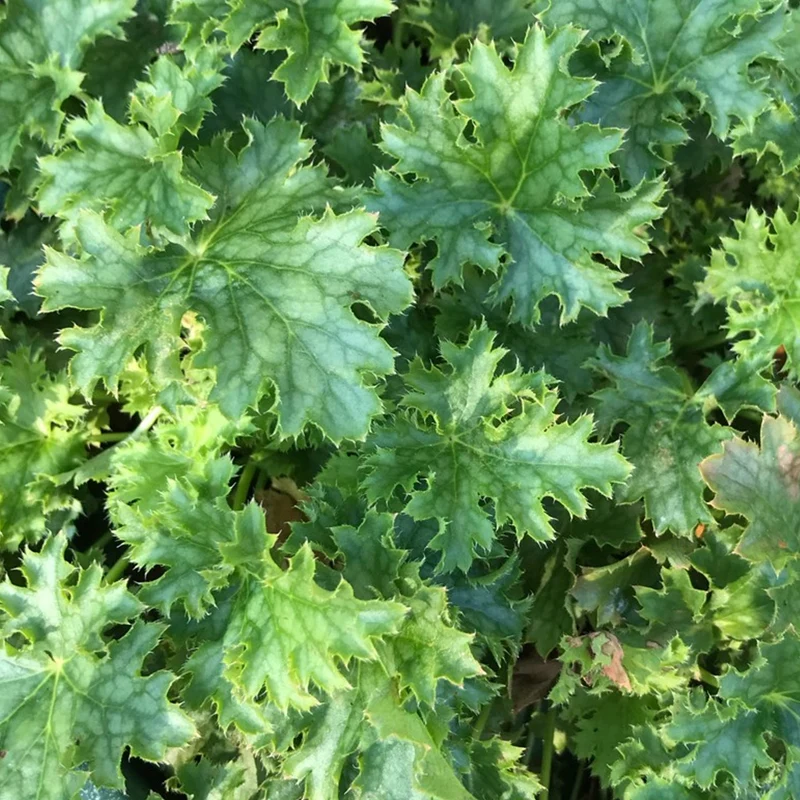 Purpurglöckchen 'Apple Crisp'