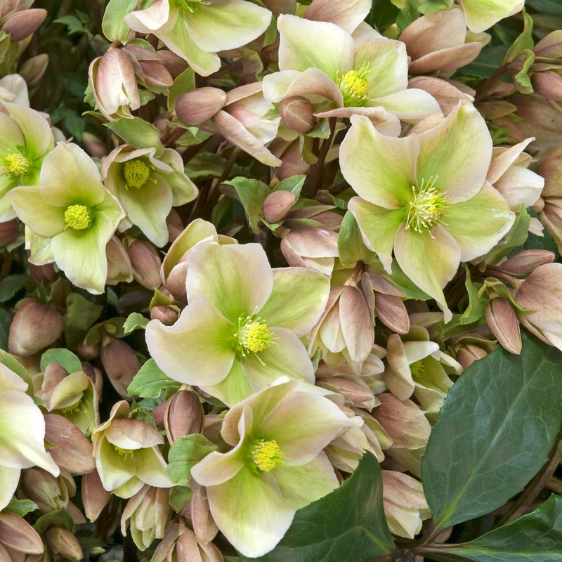 Christrose 'Winter Sunshine'