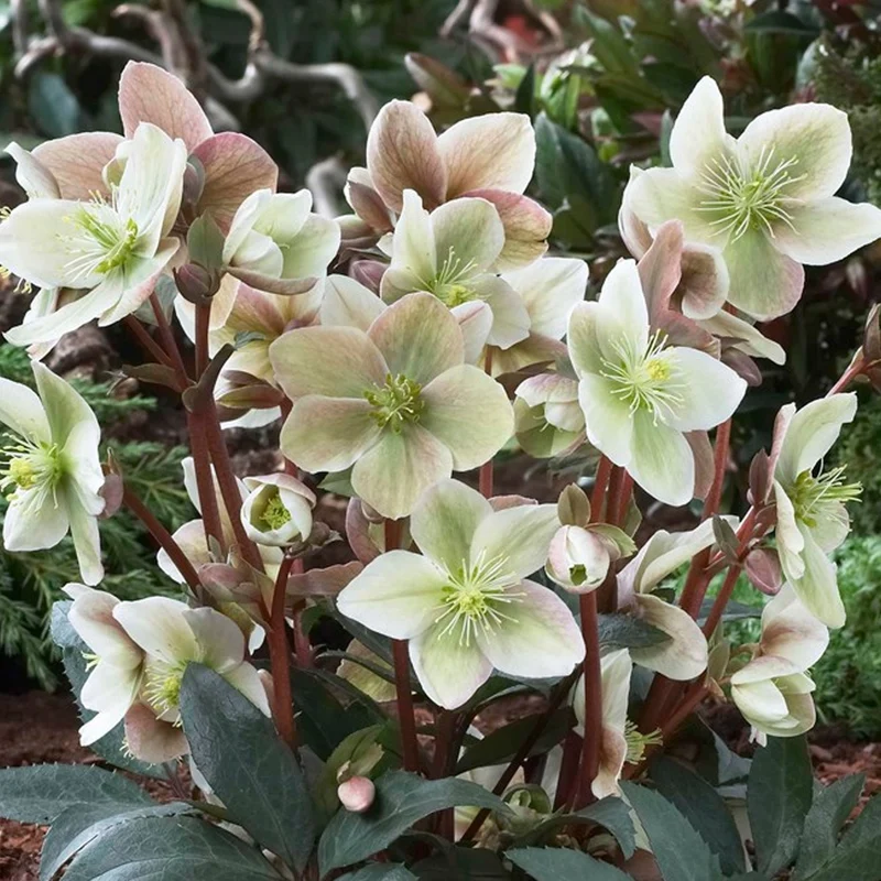 Christrose 'Winter Sunshine'