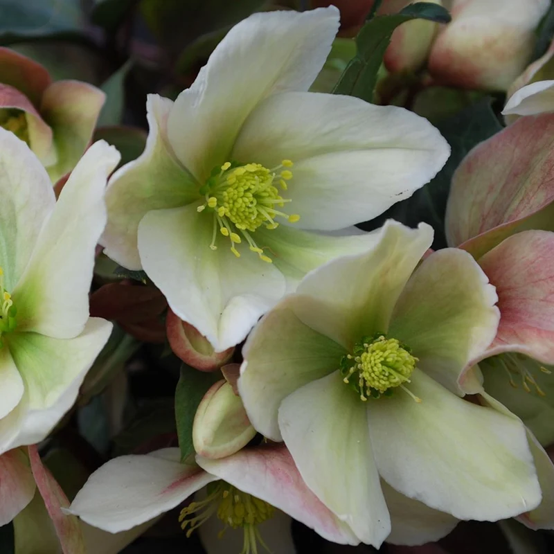 Christrose 'Winter Sunshine'