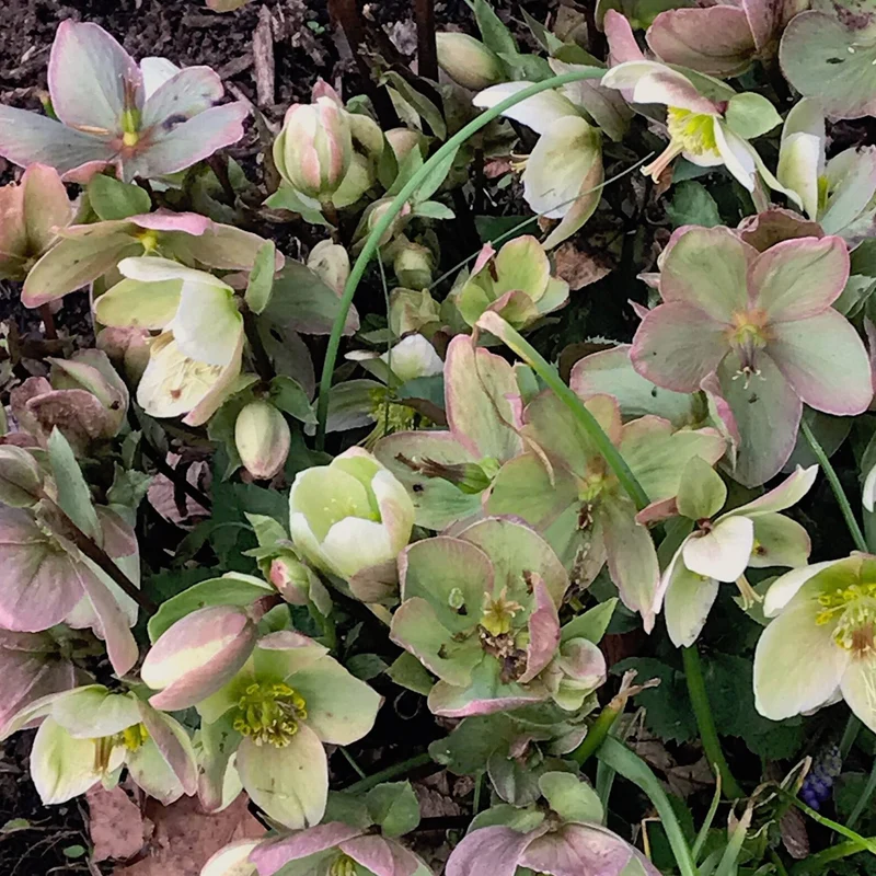 Christrose 'Winter Sunshine'
