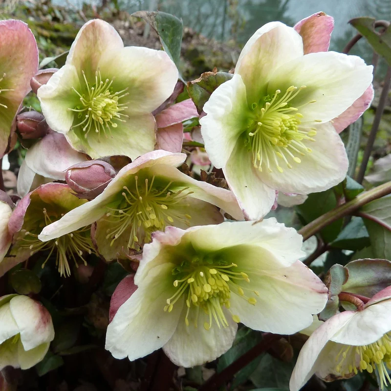 Christrose 'Winter Moonbeam'