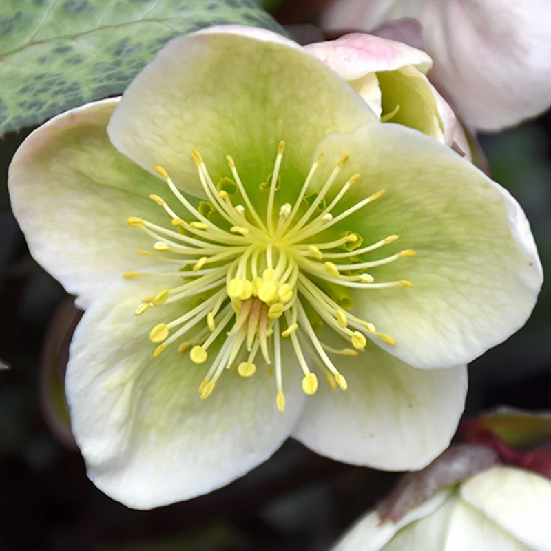 Christrose 'Winter Moonbeam'