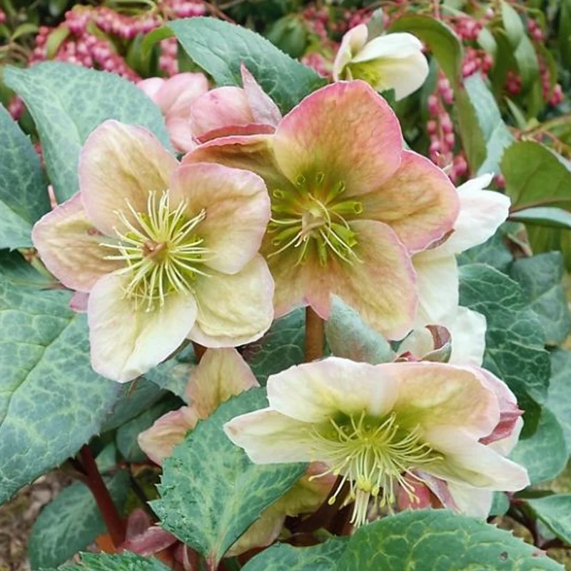 Christrose 'Winter Moonbeam'