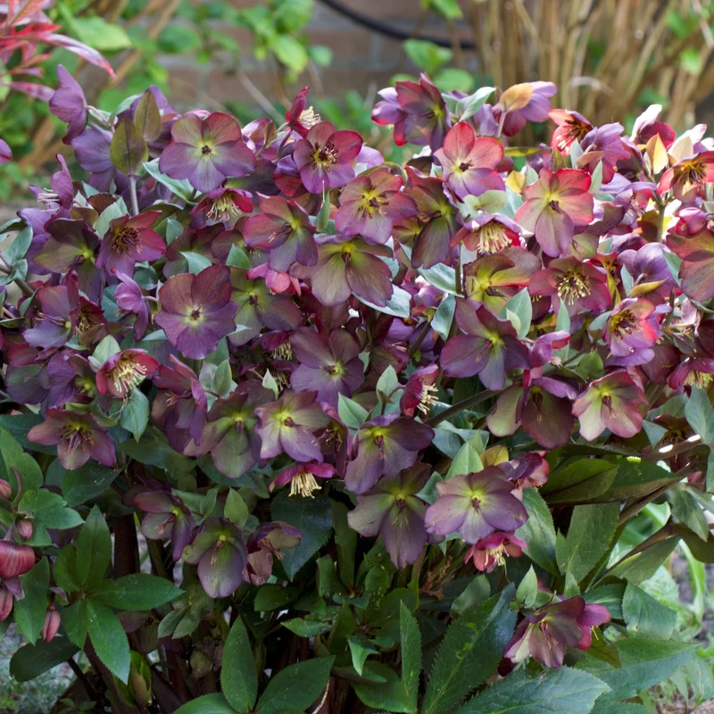 Christrose 'Star of Passion'
