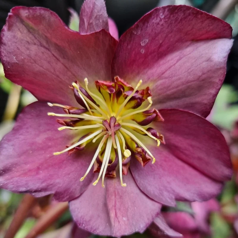 Christrose 'Star of Passion'