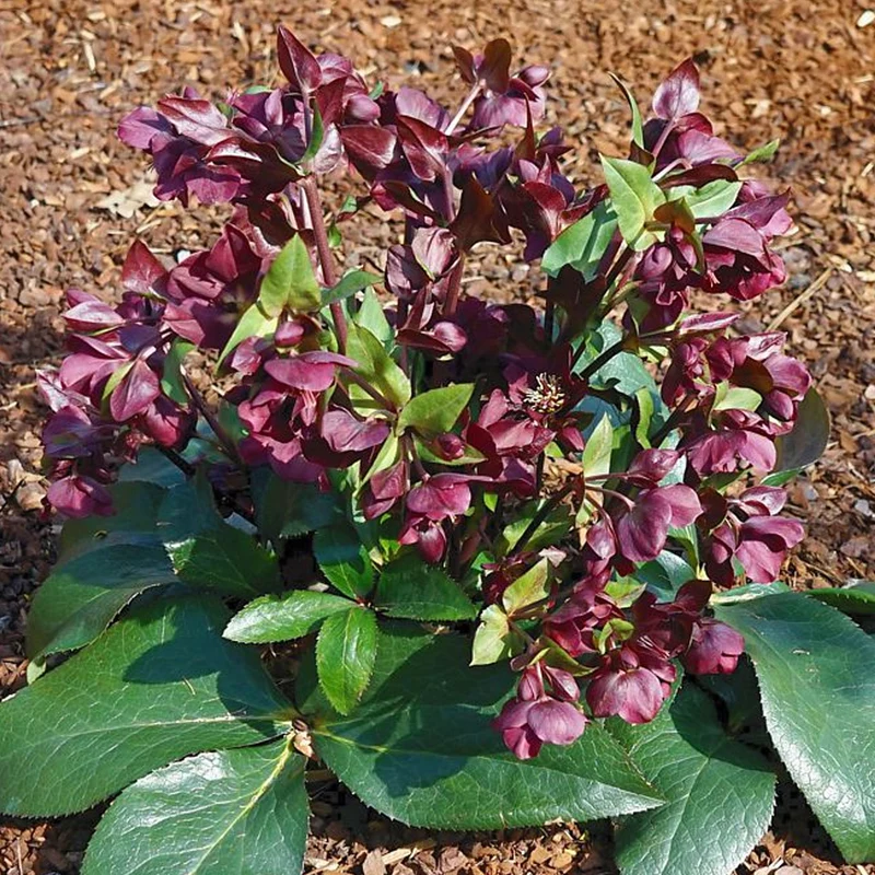 Christrose 'Star of Passion'