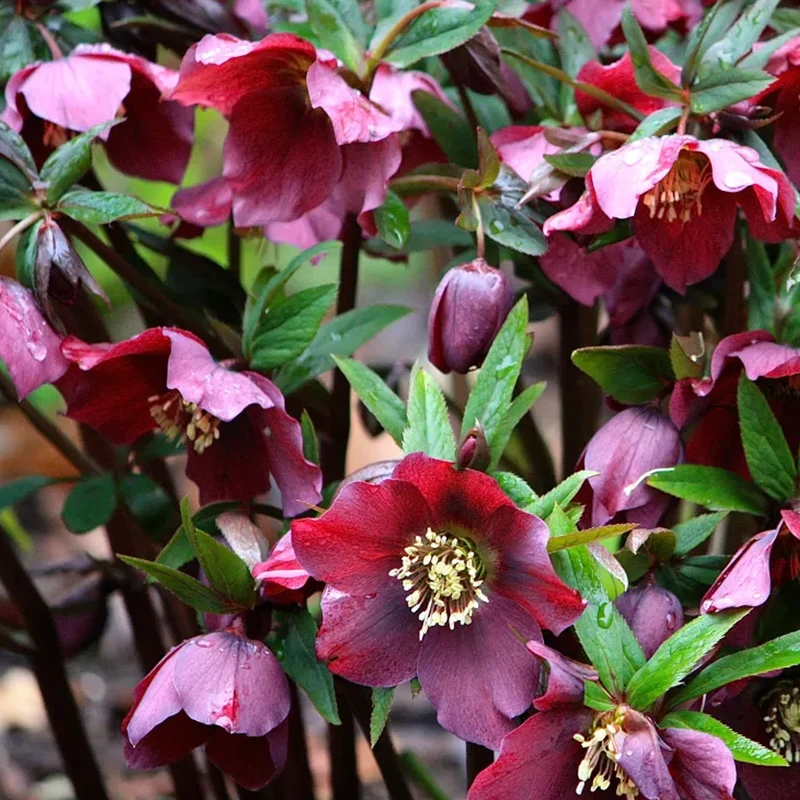 Christrose 'Star of Passion'