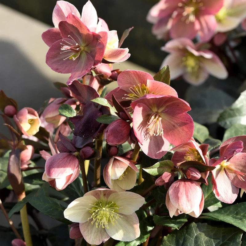 Christrose 'Pirouette'