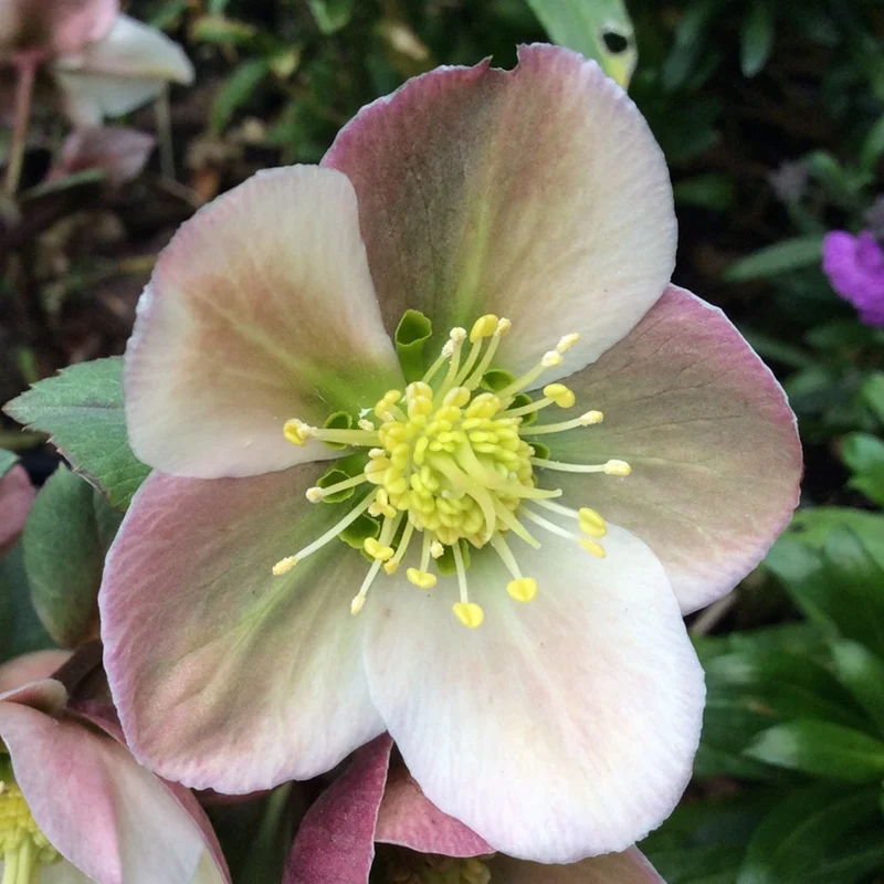 Christrose 'Pirouette'