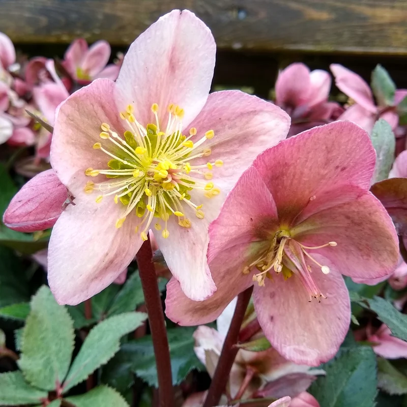 Christrose 'Pirouette'