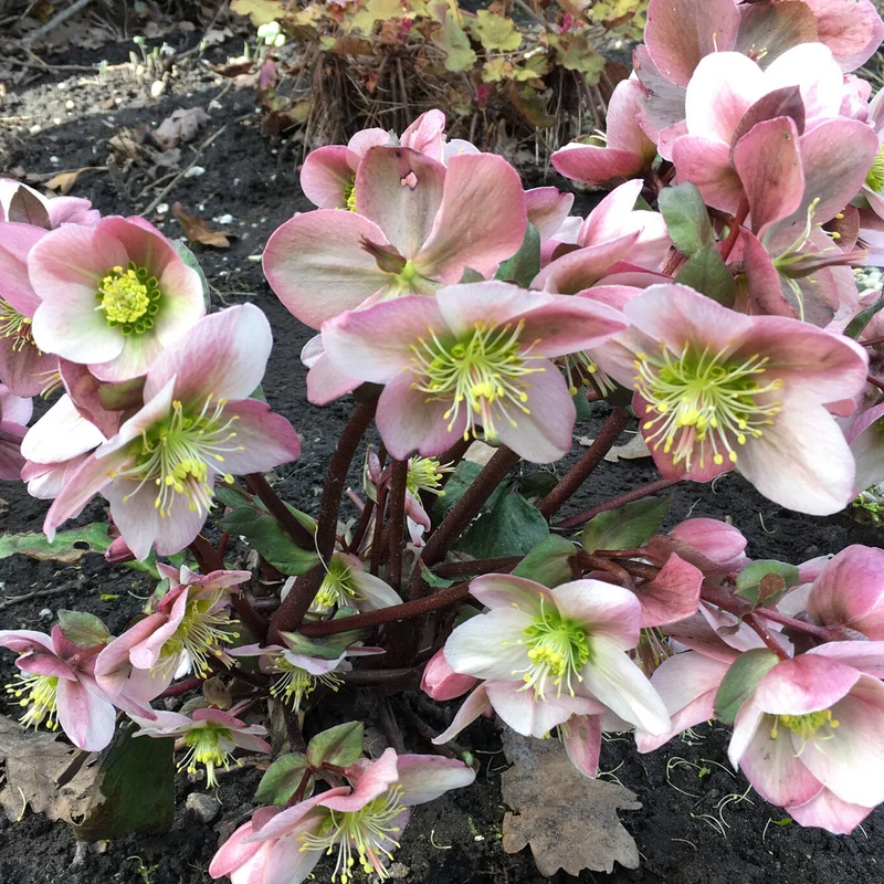 Christrose 'Pirouette'