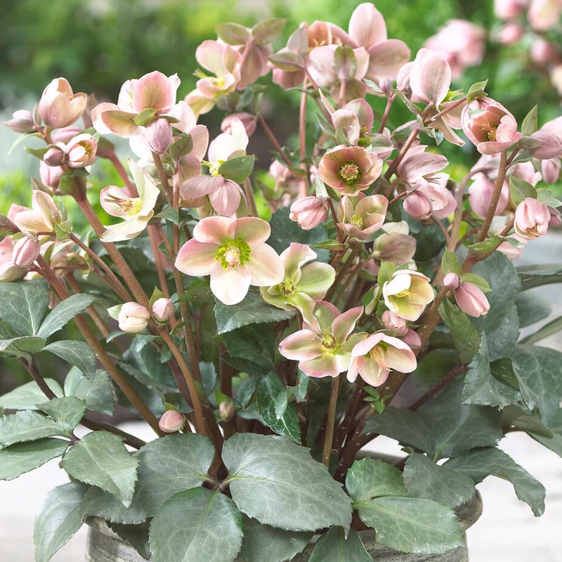 Christrose 'Angel Glow'