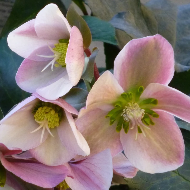 Christrose 'Angel Glow'