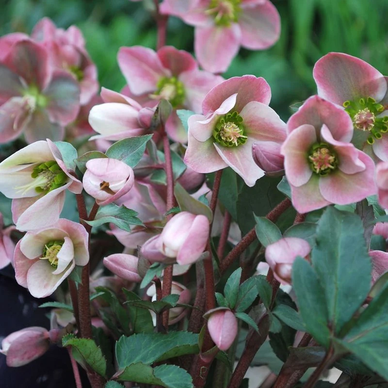 Christrose 'Angel Glow'