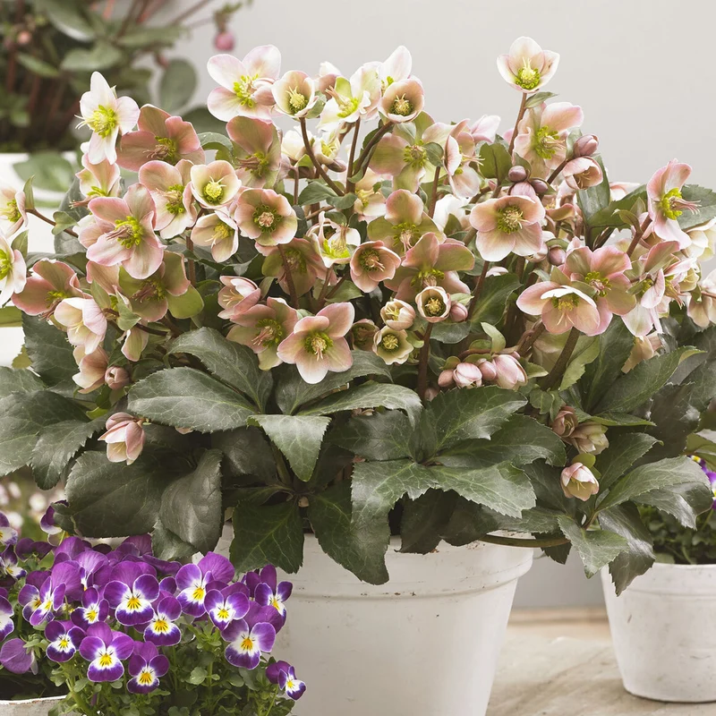 Christrose 'Angel Glow'