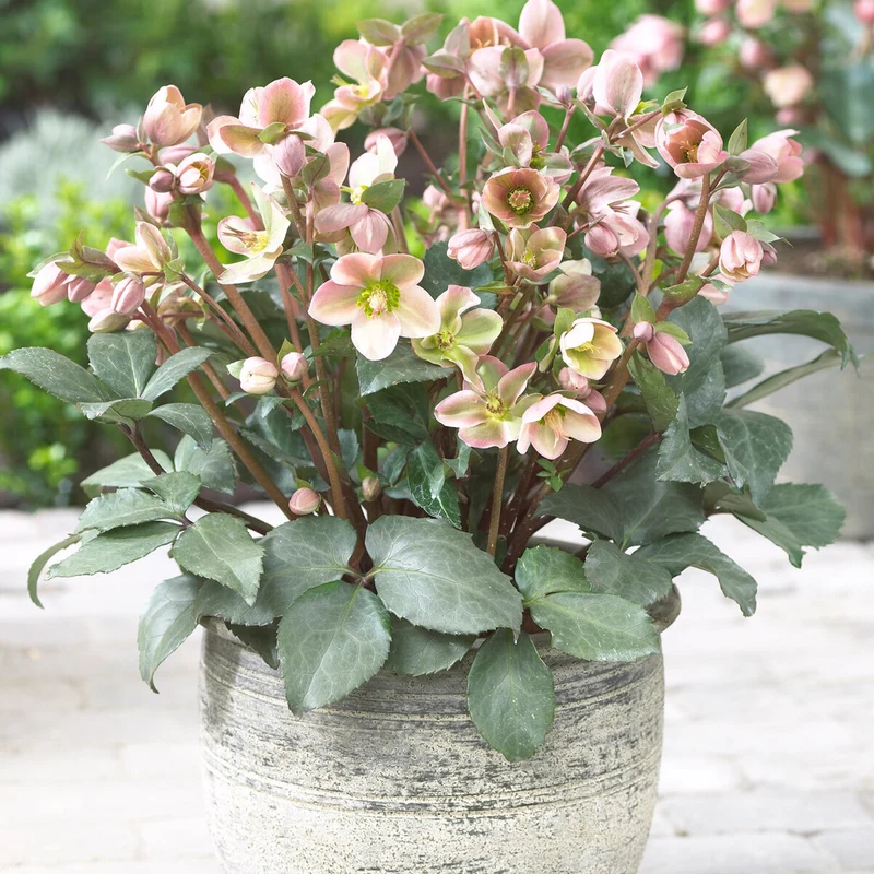 Christrose 'Angel Glow'