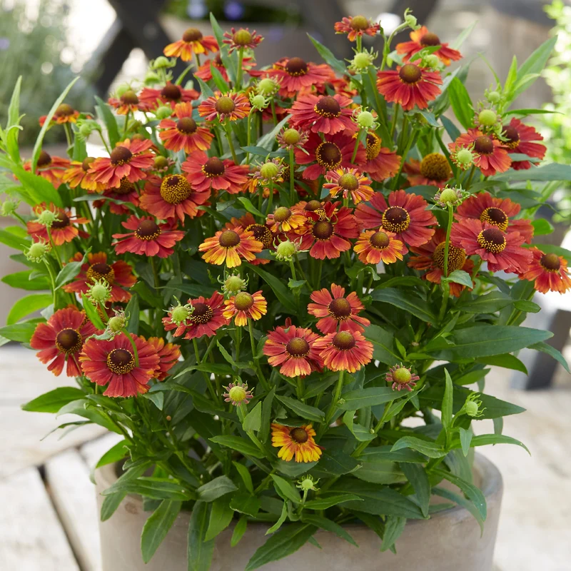 Sonnenbraut 'Strawberry Sundae'