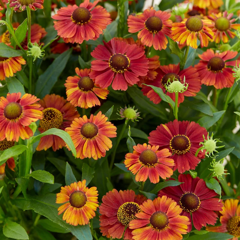 Sonnenbraut 'Strawberry Sundae'