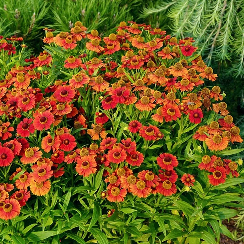 Sonnenbraut 'Strawberry Sundae'
