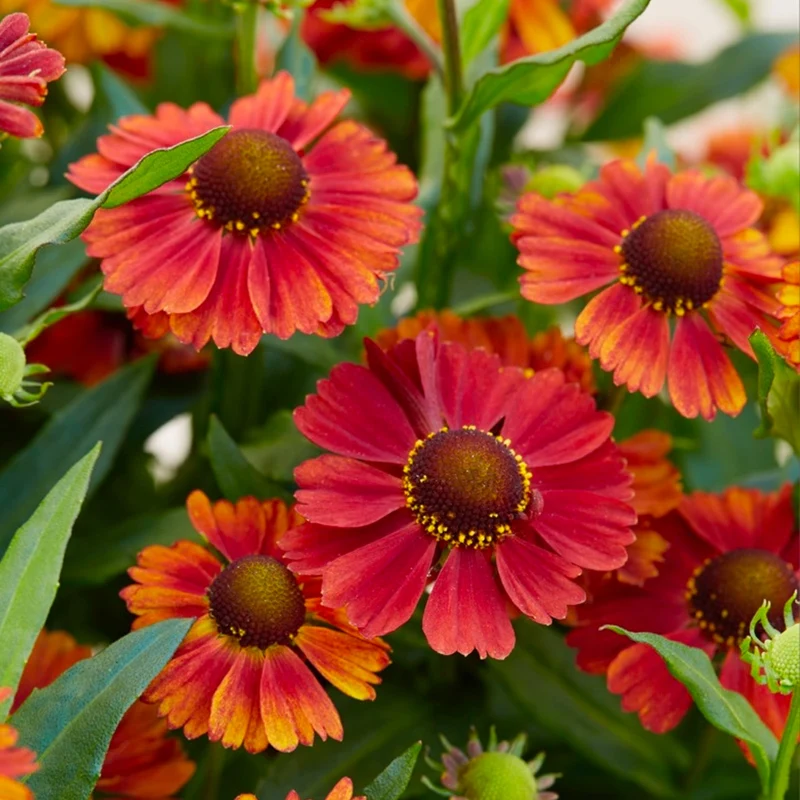 Sonnenbraut 'Strawberry Sundae'