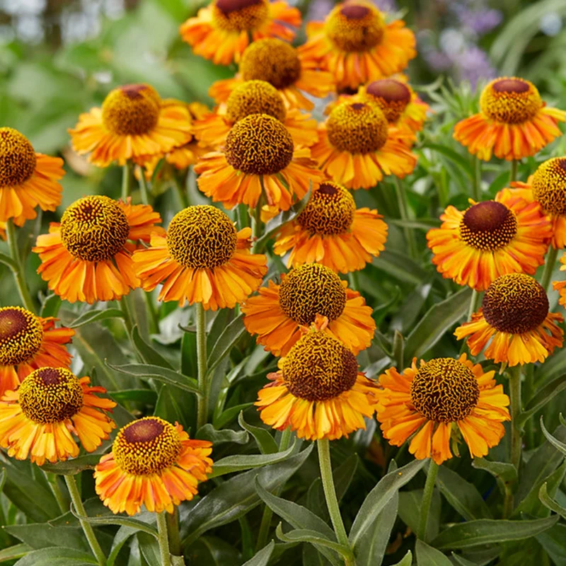 Sonnenbraut 'Short and Sassy'