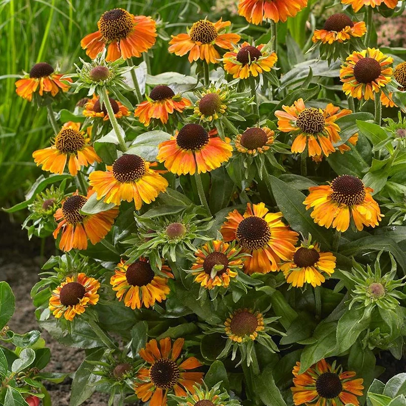 Sonnenbraut 'Short and Sassy'