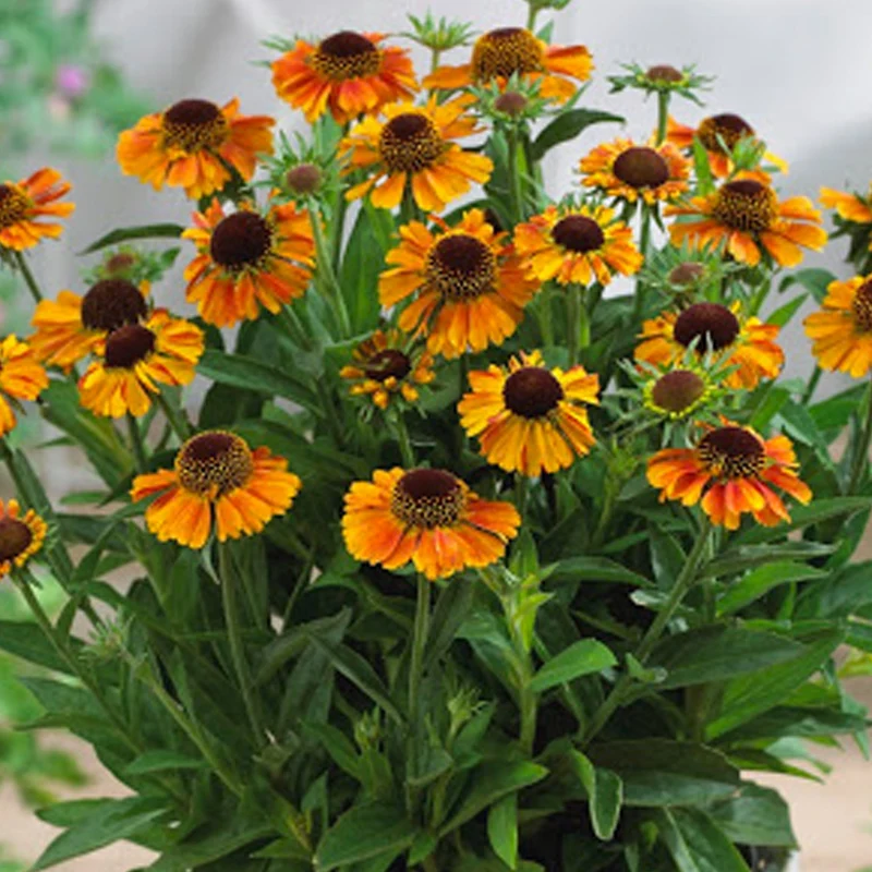 Sonnenbraut 'Short and Sassy'