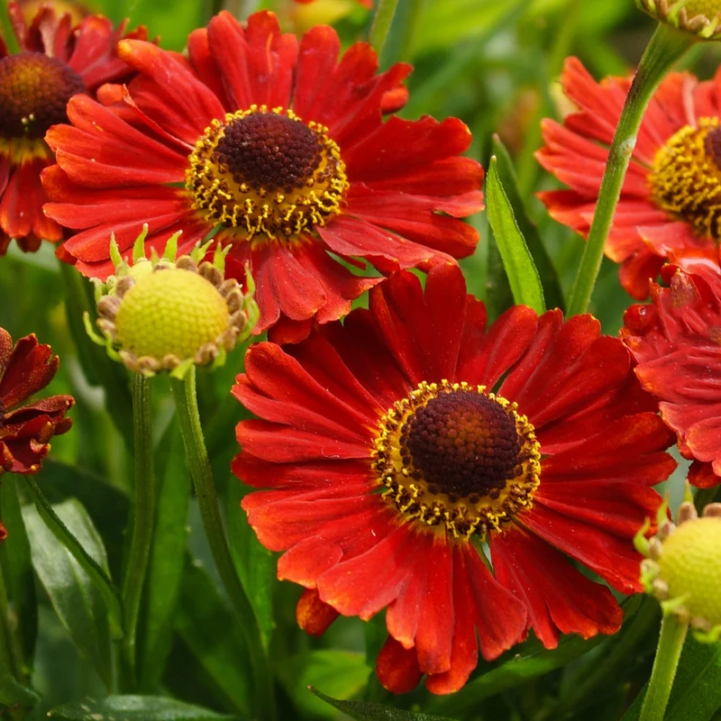 Sonnenbraut 'Mariachi Salsa'