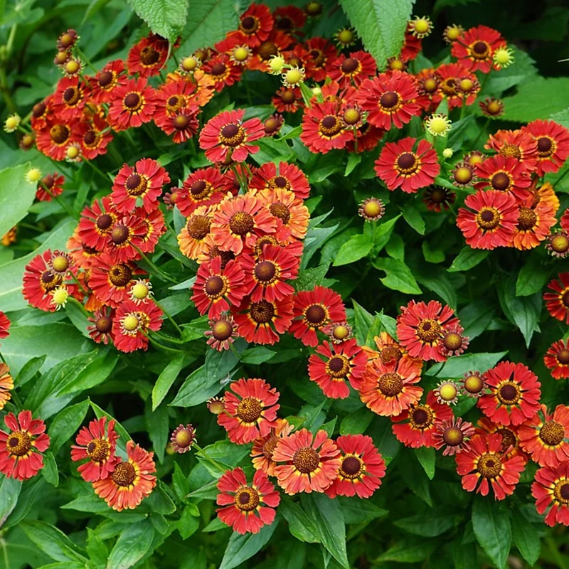 Sonnenbraut 'Mariachi Salsa'