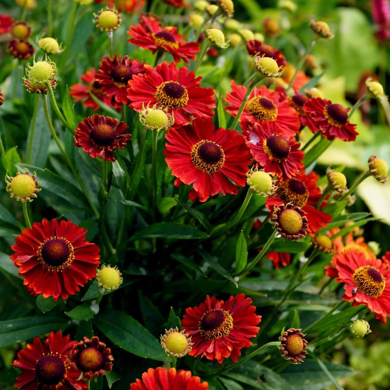 Sonnenbraut 'Mariachi Salsa'