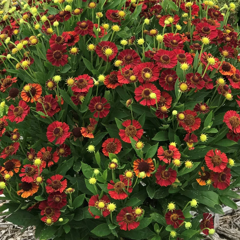 Sonnenbraut 'Mariachi Salsa'