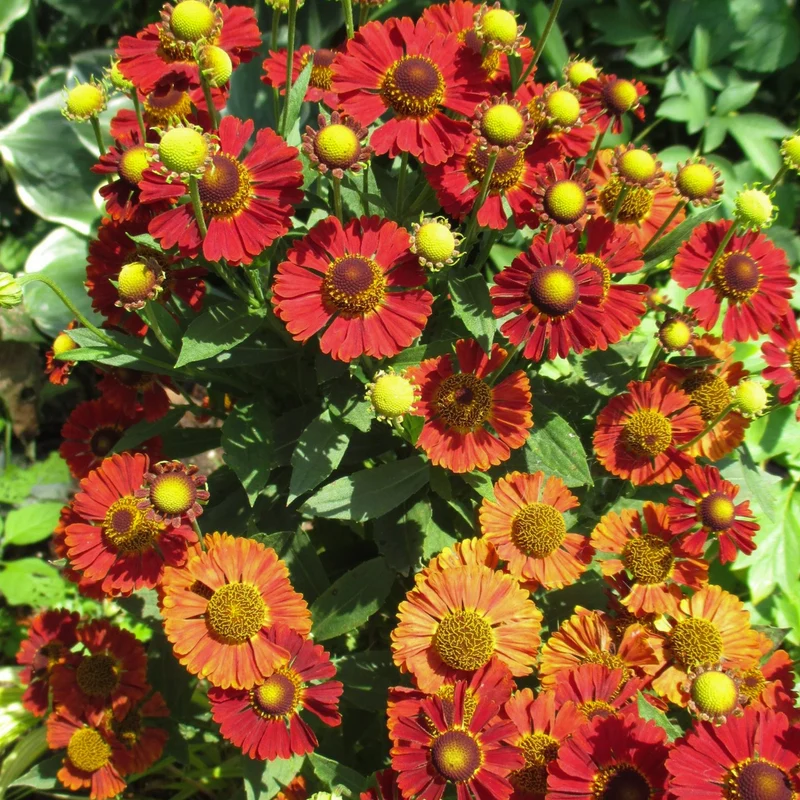 Sonnenbraut 'Mariachi Salsa'