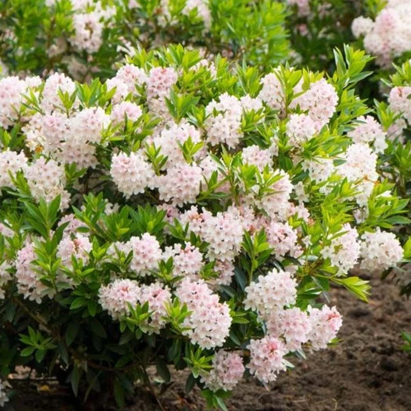 Rhododendron 'Bloombux Light Pink'