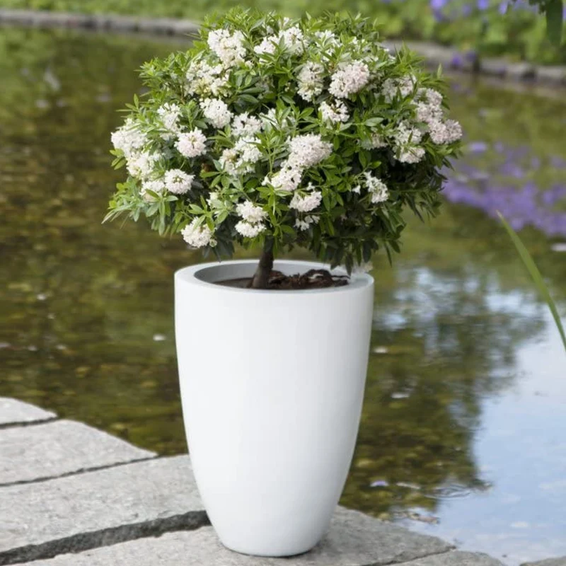 Rhododendron 'Bloombux Light Pink'