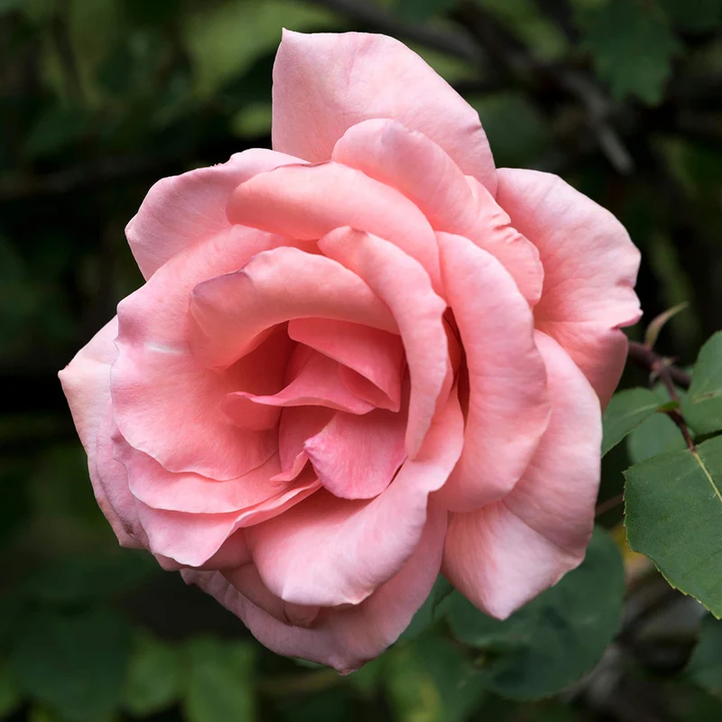 Pinke Rose