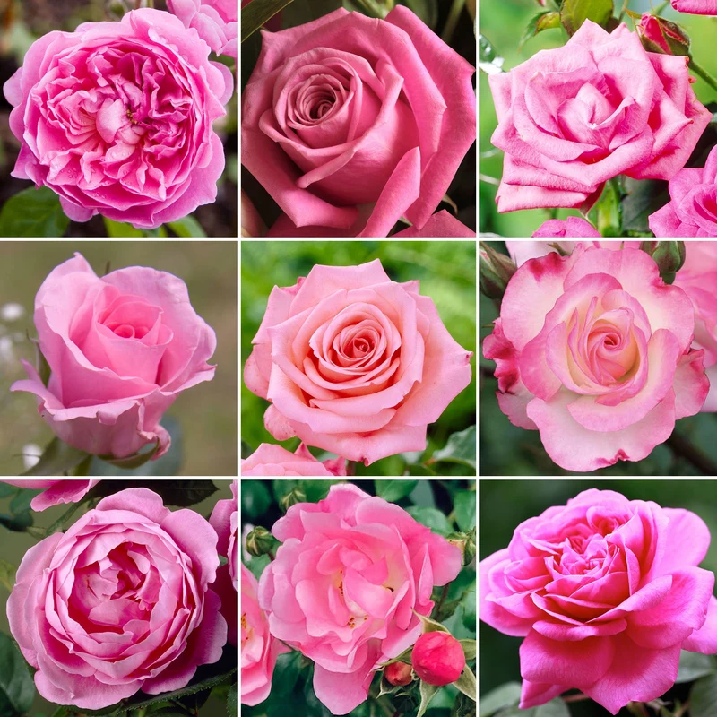 Pinke Rose