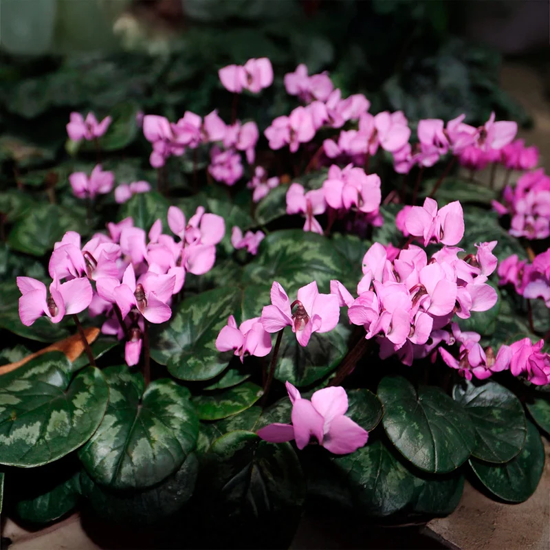 Pinkes Alpenveilchen