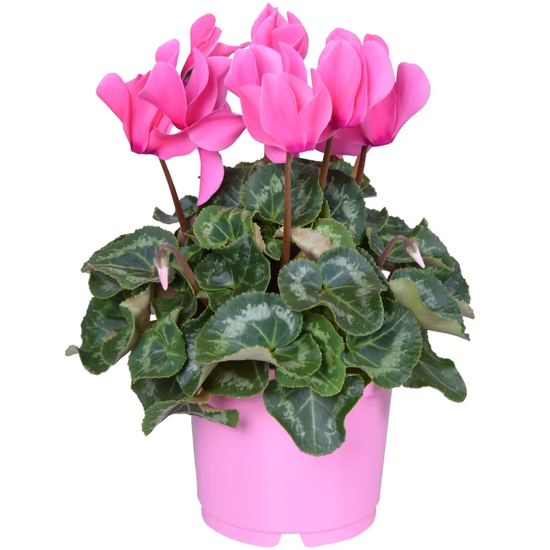 Pinkes Alpenveilchen